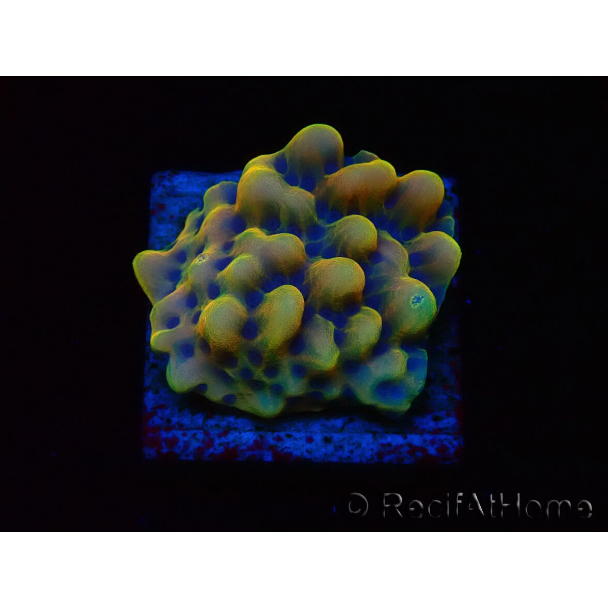 TRAVERS BURCU ARKA İÇ MULTIVAN/TRANSPORTER 03>19